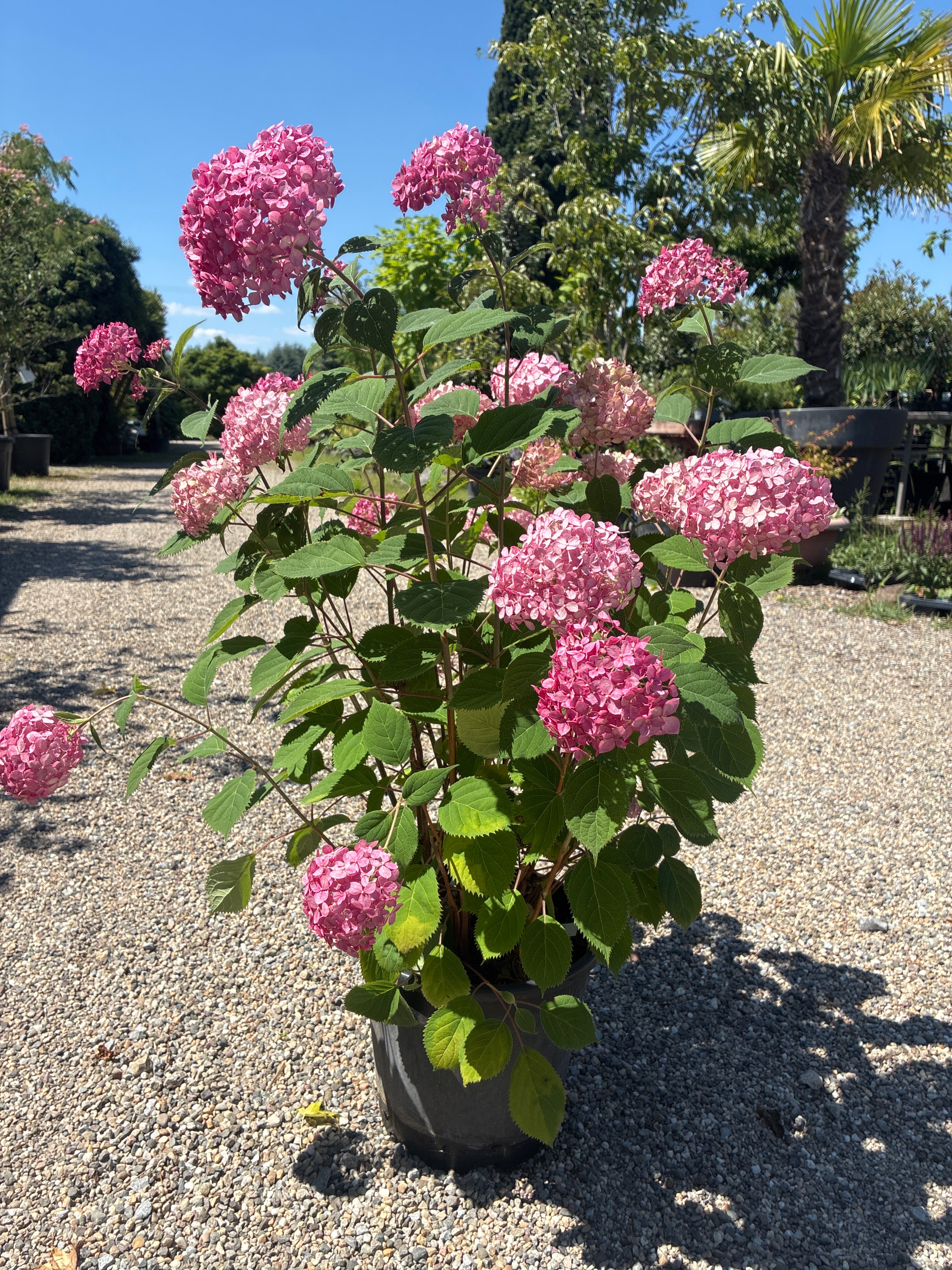 Ballhortensie 'Ruby Annabelle'® / Hydrangea arborescens 'Ruby Annabelle'®